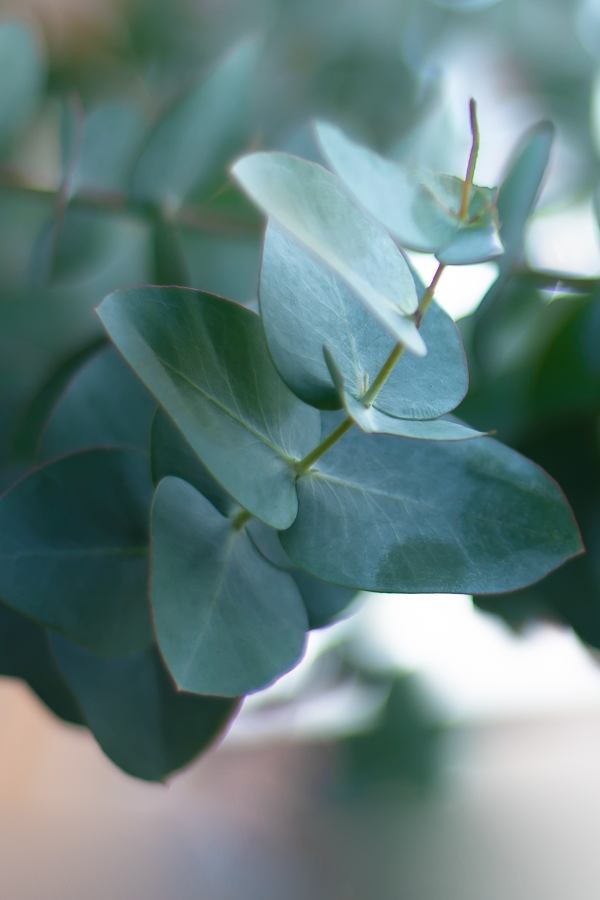 Barhufpflege Carole Schmid. Ich biete professionelle Hufpflege für das Barhufpferd an.